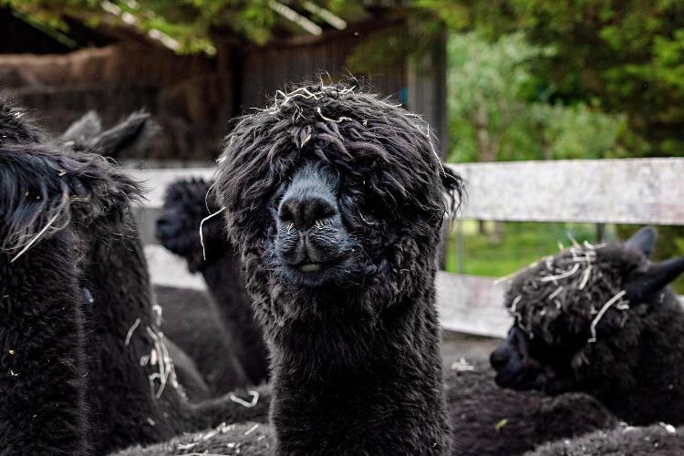 alpacas.jpg