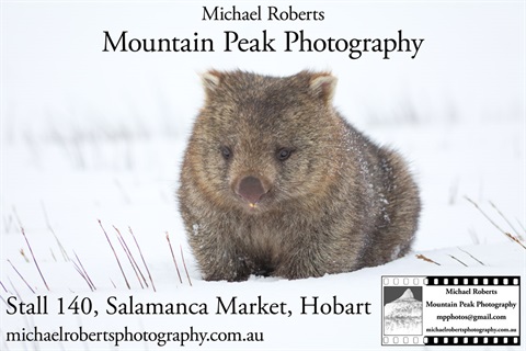 Bare-Nosed Wombat (SITE 140) (Advert-Social Networks).jpg