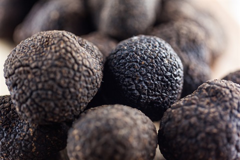 Truffles-750x500-pixels-jpg.jpg