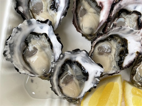 Oysters.jpg